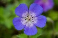 Geranium 'Rozanne' has large saucer shaped blue flowers held above lightly marbled foliage. Geranium 'Rozanne' provides excellent ground cover as it will scramble its way through other shrubs and plants in the border.