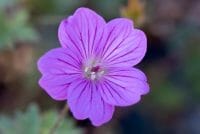 Geranium 'Blushing Turtle' has masses of pink saucer shaped flowers that are held above mounds divided mid-green foliage. Geranium 'Blushing Turtle' is a vigorous mound forming perennial.