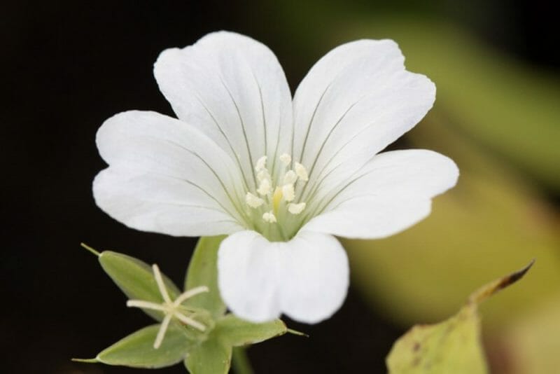 Geranium nodosum 'Silverwood' • The Hardy Geranium Nursery