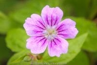 Geranium nodosum 'Whiteleaf'