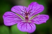 Geranium 'Pink Penny' is a sprawling variety with marbled foliage, creating excellent ground cover. Flowers open in bright magenta, softening to mauve as they fully open. Geranium 'Pink Penny'  is perfect for hanging baskets.