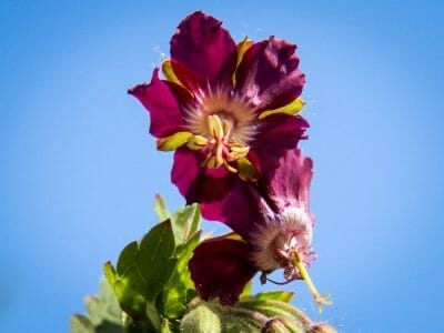 Geranium phaeum golden spring