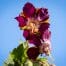 Geranium phaeum golden spring