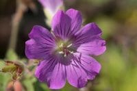 The petals of Geranium 'Sirak' are almost heart shaped, its pink flowers are held above mounds of mid-green, dissected foliage. Geranium 'Sirak' is a pink equivalent to G. Alan Mayes or G. x magnificum!