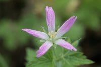 Geranium x oxonianum f. thurstonianum 'Sherwood' is a clump forming geranium, excellent for ground cover. The flowers of geranium x oxonianum f. thurstonianum 'Sherwood' are star shaped with either 5 or 10 very narrow, notched petals.