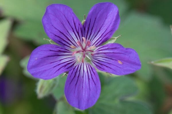 Geranium wlassovianum is a bushy variety with a long flowering period. Geranium wlassovianum produces beautiful deep purple flowers open wide and resemble stars. A spreading variety with broad hairy leaves that create a beautiful display in autumn.