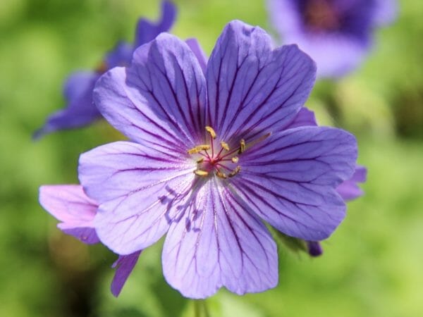 The Hardy Geranium Nursery