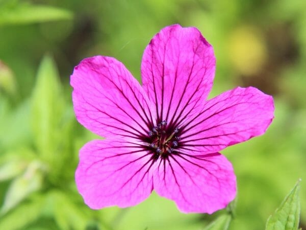 Geranium 'Red Admiral' is a compact cultivar with deeply divided foliage. Geranium 'Red Admiral' has large bright pink flowers which are produced all summer. Its size is well suited for the middle of the border.