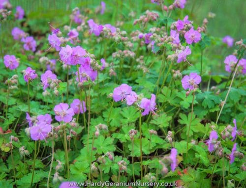 Hardy Geraniums for groundcover and weed suppression