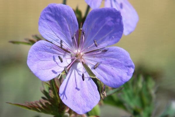 Geranium pratense Storm Cloud is a neat clump forming perennial with finely dissected, dark purple foliage. The flowers of Storm Cloud are vibrant violet-blue, making a stunning contrast with the foliage.