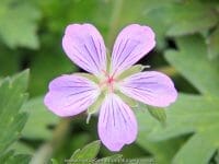 Geranium 'Fay Anna' is a wlassovianum hybrid. Amassed with light pink star shaped flowers throughout the summer months, the foliage of Geranium 'Fay Anna' is hirsute and very similar to wlassovianum and will provide great autumnal interest as the leaves turn from green to red, orange and yellow. The trailing stems of flowers actually make this cultivar suitable for a hanging basket.
