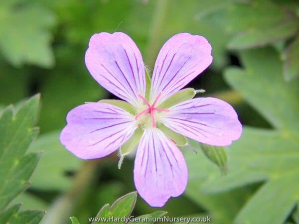 Geranium 'Fay Anna' is a wlassovianum hybrid. Amassed with light pink star shaped flowers throughout the summer months, the foliage of Geranium 'Fay Anna' is hirsute and very similar to wlassovianum and will provide great autumnal interest as the leaves turn from green to red, orange and yellow. The trailing stems of flowers actually make this cultivar suitable for a hanging basket.