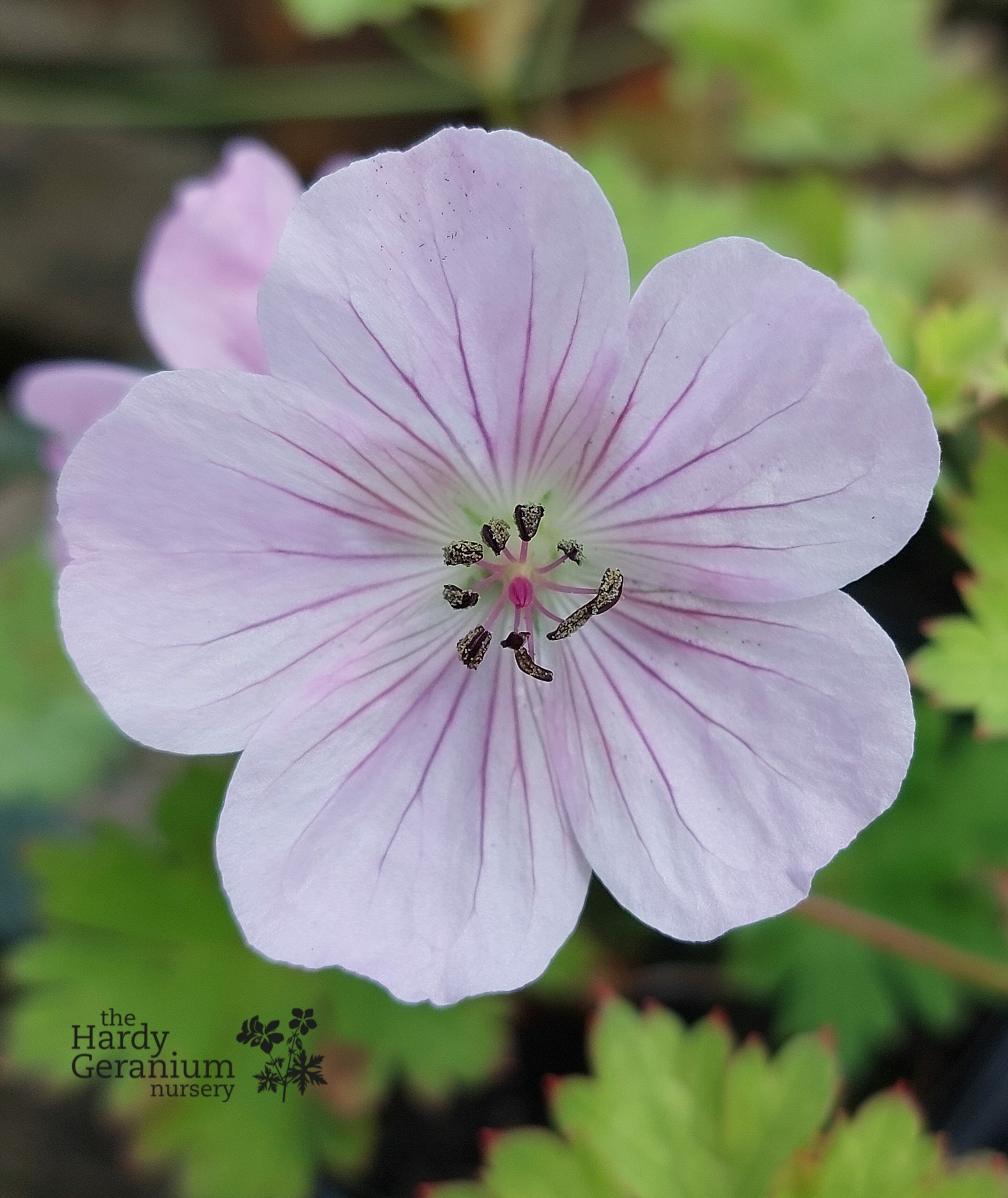 Hardy geranium deals