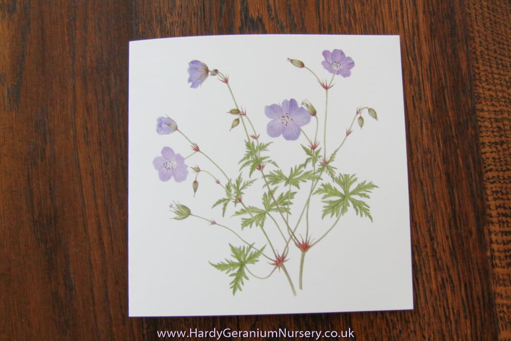 Four geranium note cards with envelopes Set A • The Hardy Geranium Nursery