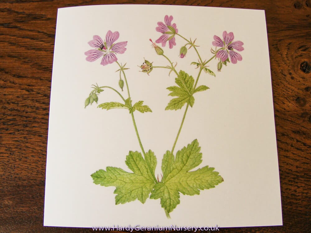 Four geranium note cards with envelopes Set B • The Hardy Geranium Nursery