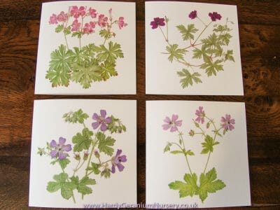 Four geranium note cards with envelopes Set B