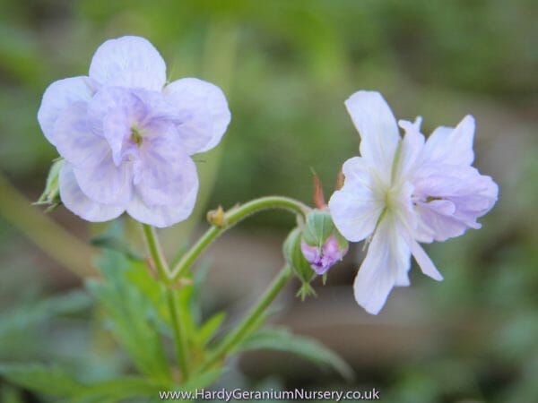 Geranium pratense 'Cloud Nine' is a loose double form that has an attractive ruffled appearance. The flowers of Geranium pratense 'Cloud Nine' are a pale blue held above mounds of mid green finely dissected foliage.