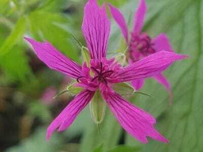 Geranium JS Hola Guapa
