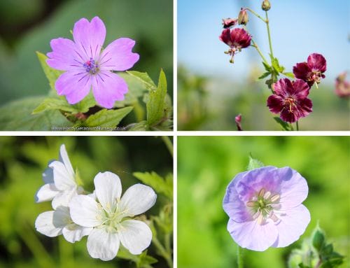Why are Hardy Geraniums so popular?