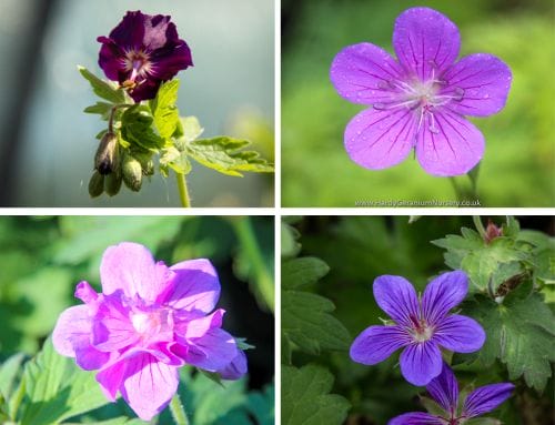How many species of Hardy Geraniums are there?