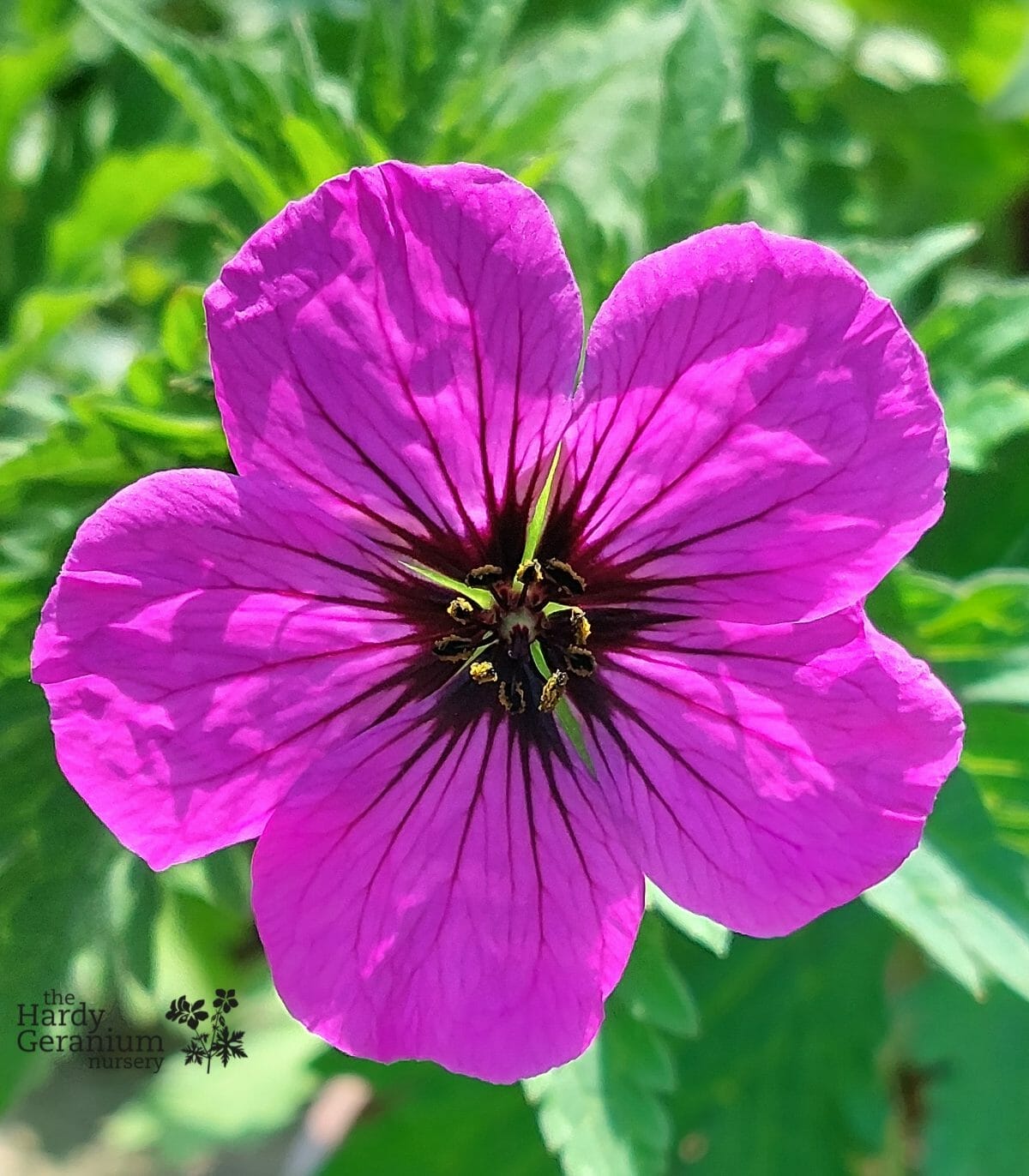 The Hardy Geranium Nursery