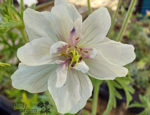 White flowered Geraniums