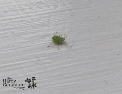 Aphids – AKA Green Fly – Black Fly