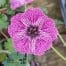 Geranium cinereum 'Jolly Jewel Lilac'