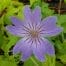Geranium nodosum 'Simon'