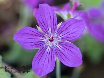 Geranium 'Lakwijk Star' is a hybrid of Geranium wlassovianum. Its flowers are larger and brighter than G. wlassovianum though. The flowers of Geranium 'Lakwijk Star' open wide and resemble stars. It is a bushy variety with broad hairy leaves and trailing flowering stems.