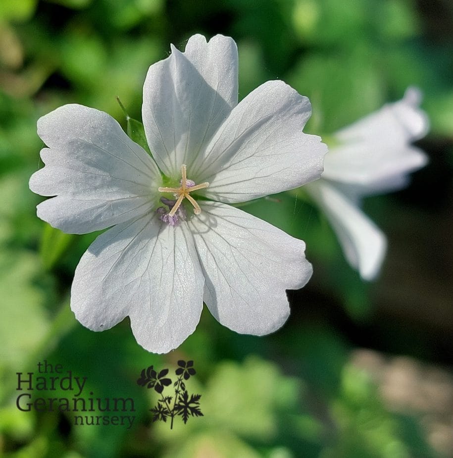 Geranium x oxonianum Ankum's White