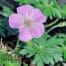 Geranium sanguineum Frivolius Lilac
