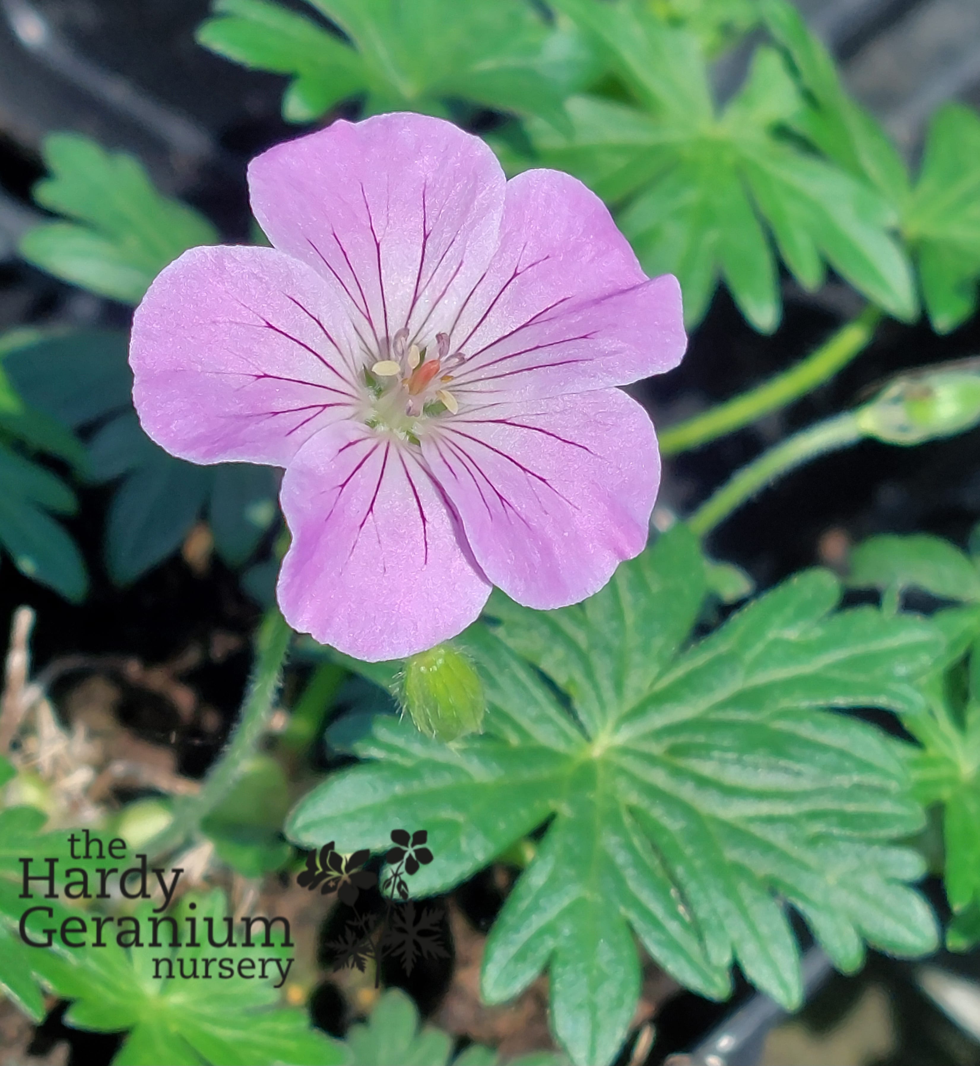 Geranium sanguineum Frivolius Lilac