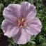 Geranium sanguineum Frivolius Pink