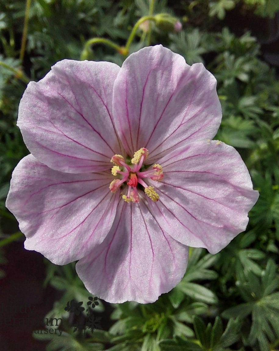 Geranium sanguineum Frivolius Pink
