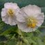 Geranium phaeum Green Ghost