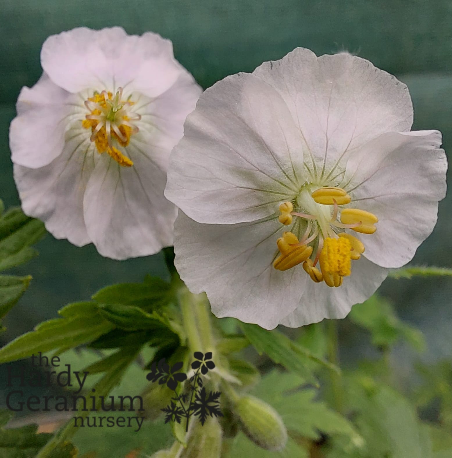 Geranium phaeum Green Ghost