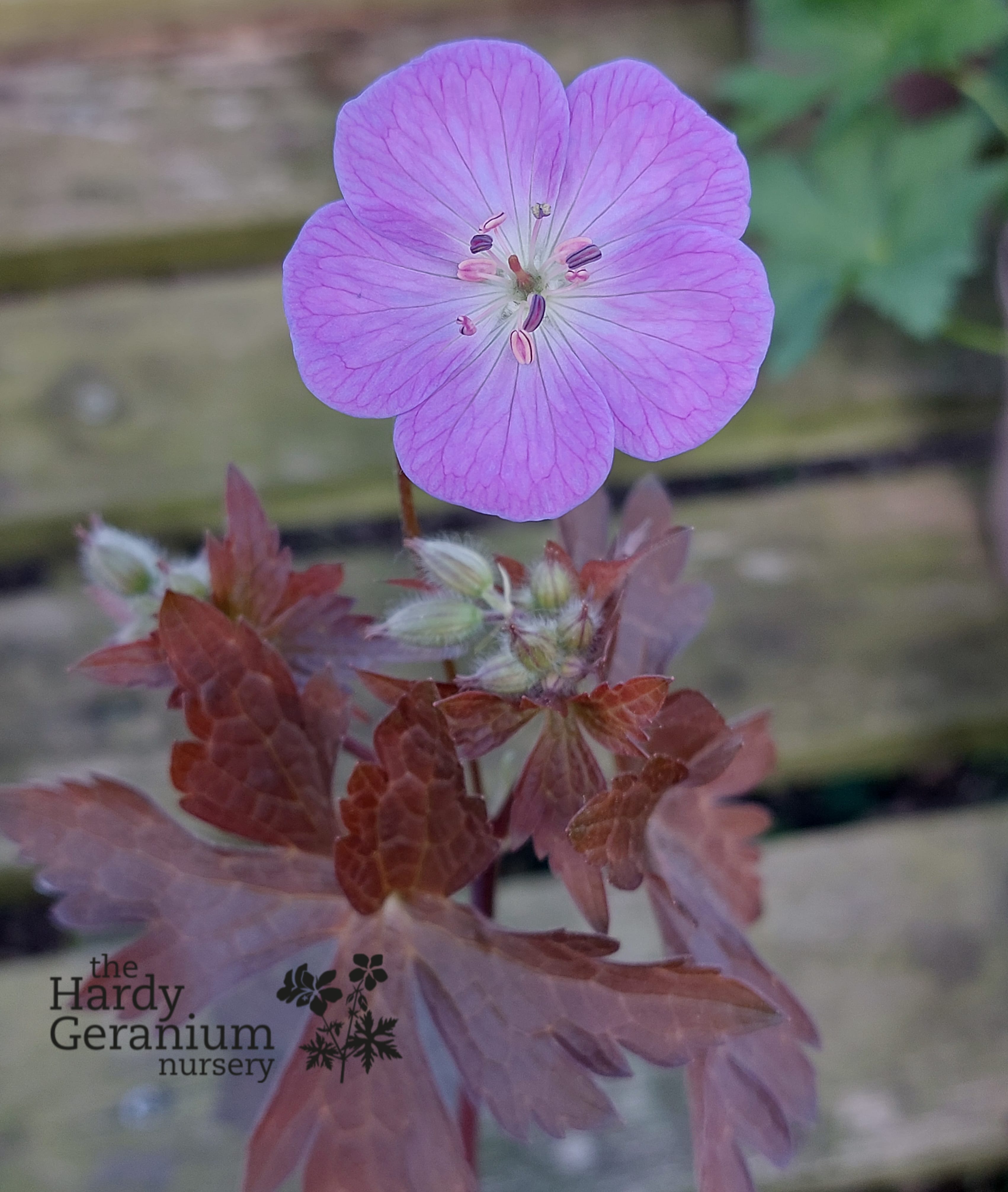 Geranium maculatum Schokoprinz