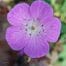 Geranium maculatum Schokoprinz