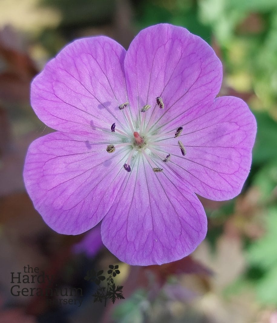 Geranium maculatum Schokoprinz