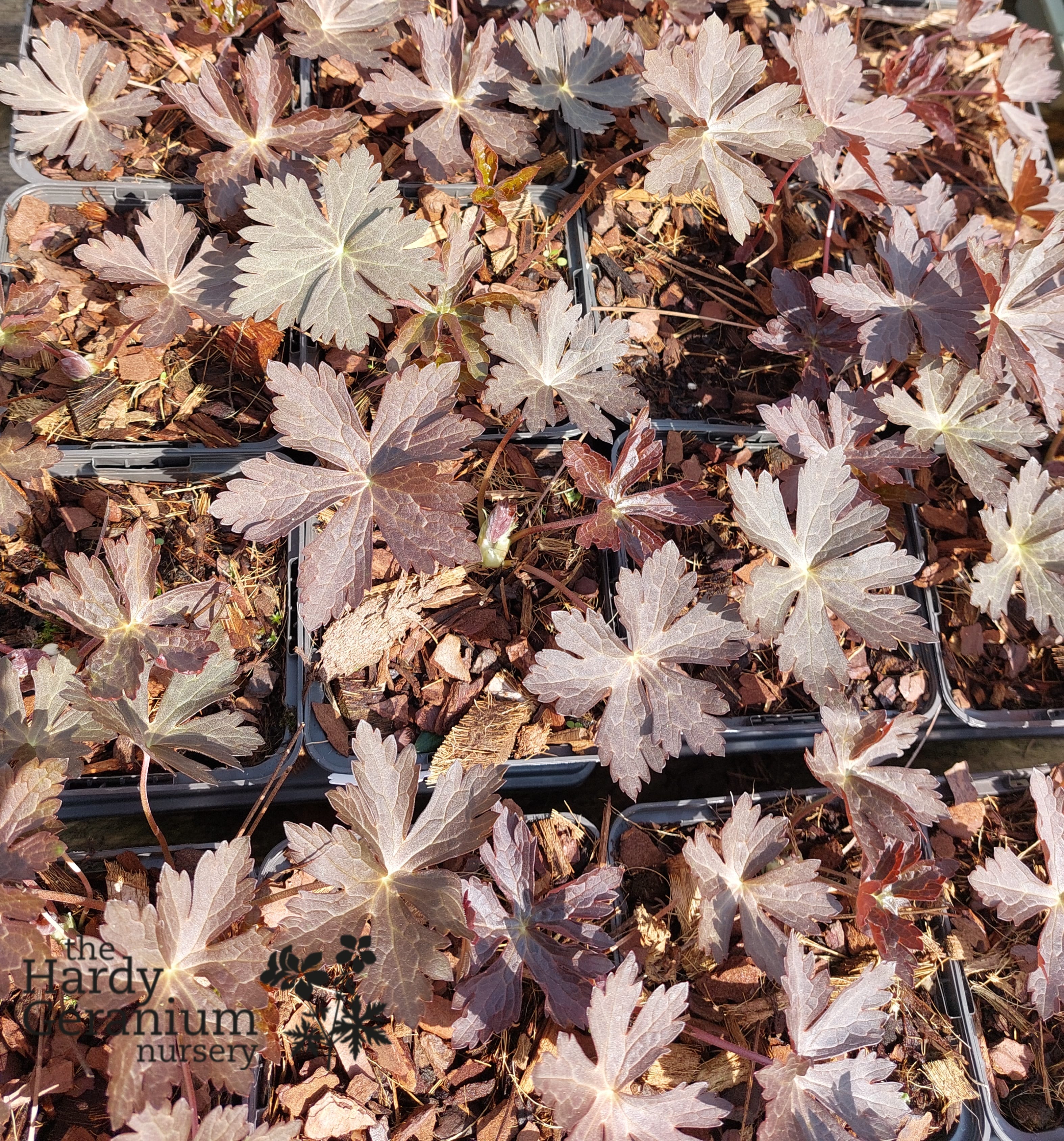 Geranium maculatum Schokoprinz - foliage