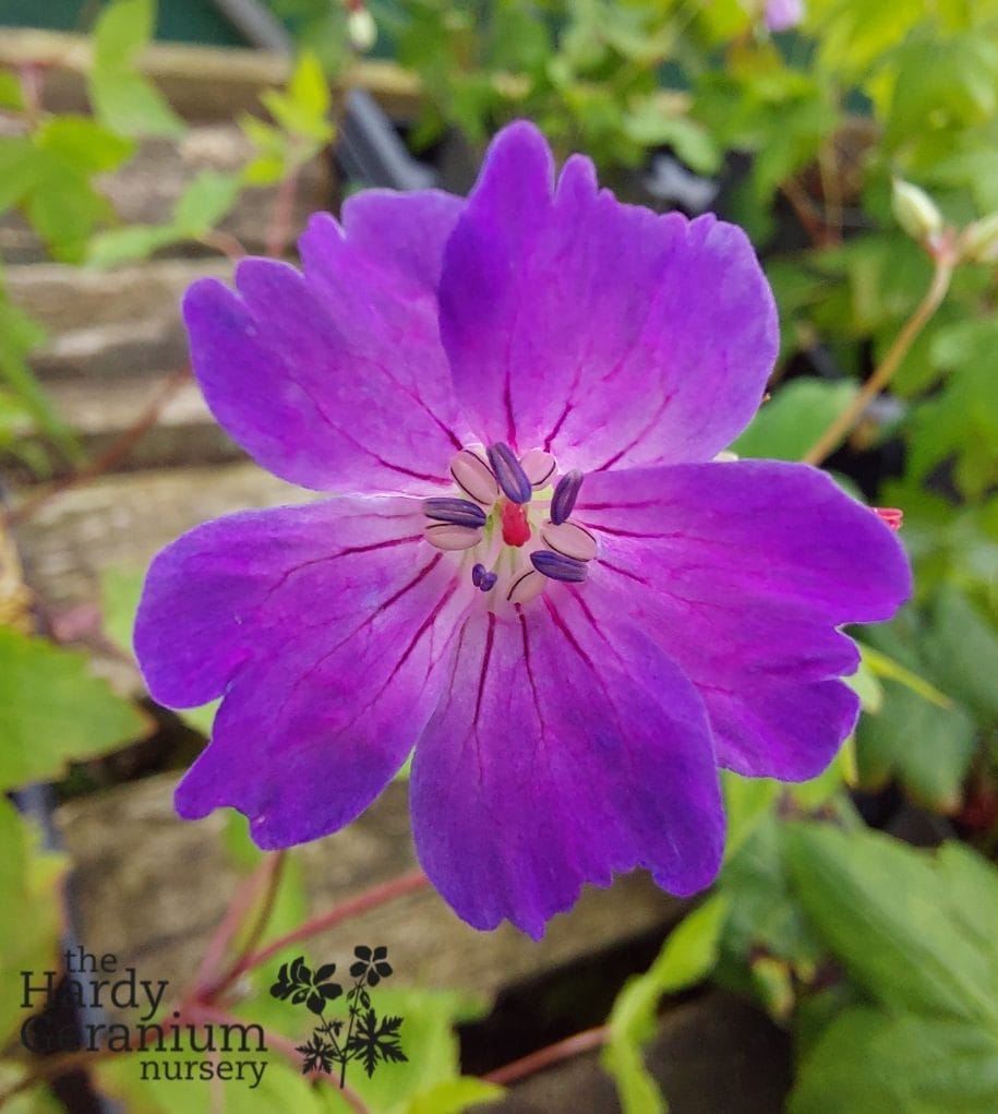 Geranium nodosum 'Swish Purple'