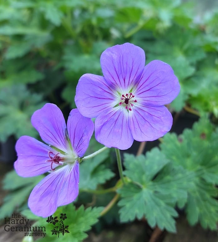 Geranium wallichianum Bloom Me Away